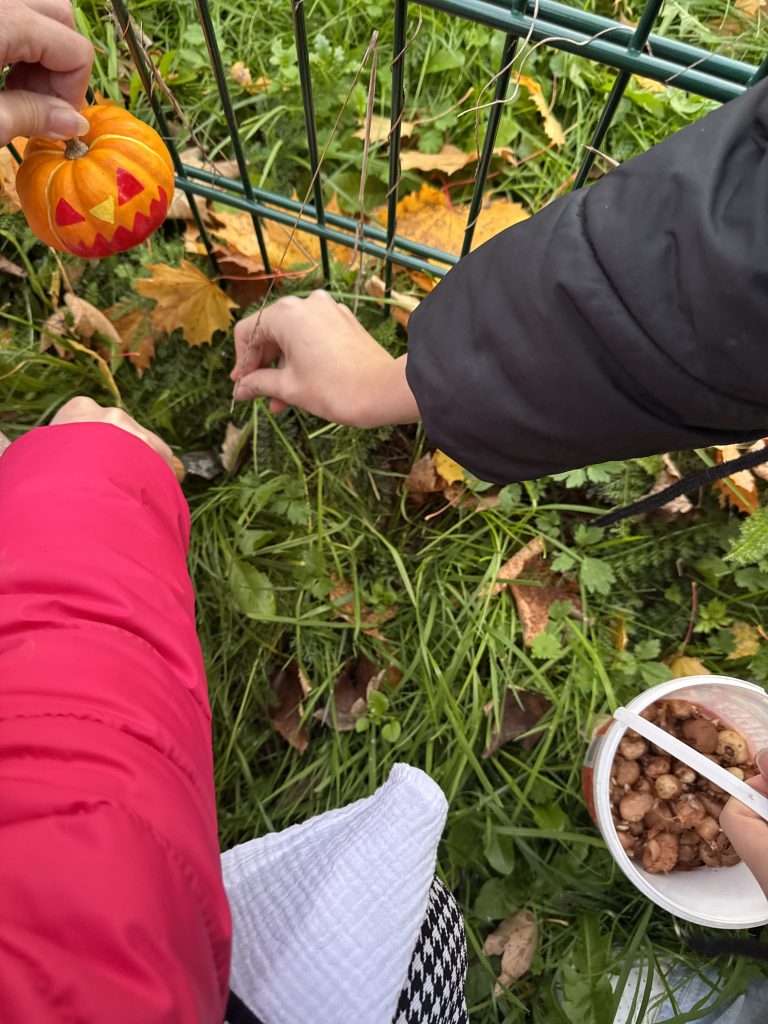 zwei Hände, die Blumenzwiebeln einpflanzen